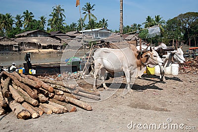 Ox cart at riverside in Kyaikto city,Myanmar. Editorial Stock Photo