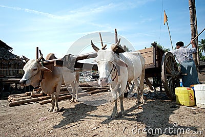 Ox cart at riverside in Kyaikto city,Myanmar. Editorial Stock Photo
