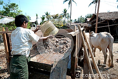 Ox cart at riverside in Kyaikto city,Myanmar. Editorial Stock Photo