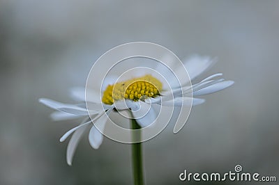 Ox-eye daisies close-up Stock Photo