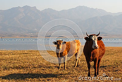 Ox feeding at lake's edge Stock Photo