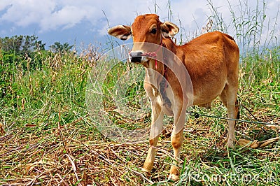 Ox in field Stock Photo