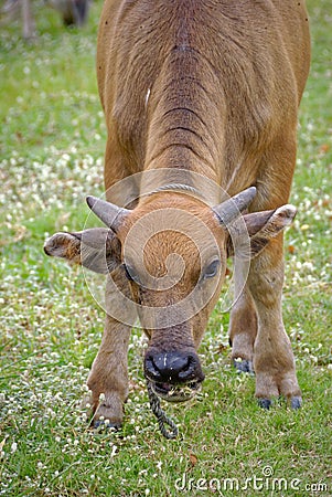Ox is nibbling the grass on the ground. Stock Photo