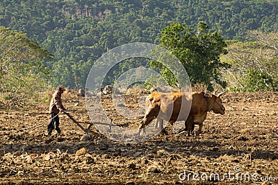 Ox and plough Editorial Stock Photo