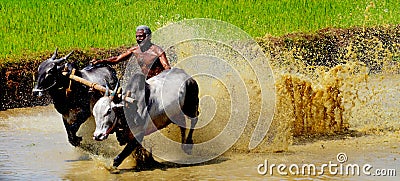 Ox race of Kerala, India Editorial Stock Photo