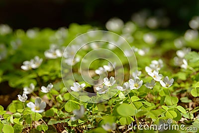 Oxalis articulata or acetosella. Medicinal wild blossoming wood sorrel herb. Stock Photo