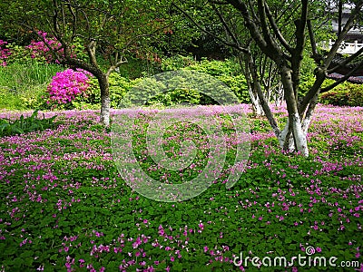 oxalis corymbosa dc Stock Photo