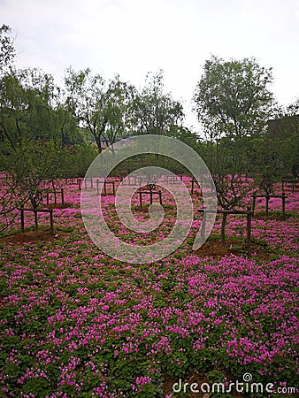 Oxalis corymbosa Stock Photo