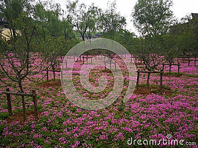 Oxalis corymbosa Stock Photo