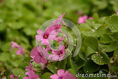 Oxalis corymbosa with rainy drops Stock Photo