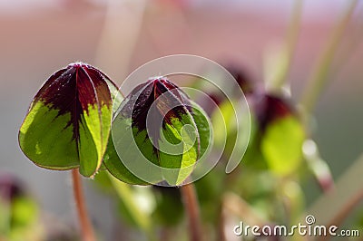 Oxalis deppei tetraphylla group of green leaves in dayligt, lucky clover ornamental beautiful flower Stock Photo