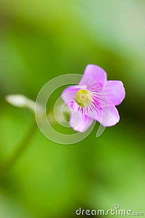 Oxalis flower Stock Photo