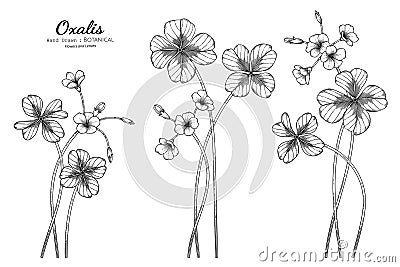 Oxalis flower and leaf hand drawn botanical illustration with line art Vector Illustration