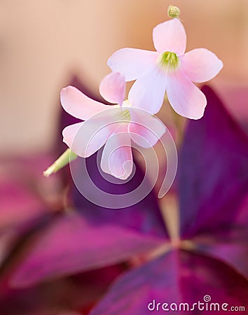 Oxalis flowers Stock Photo