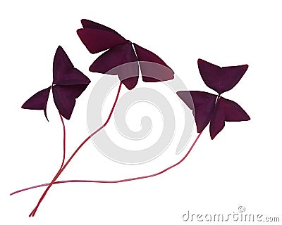 Purple Butterfly Plant Stock Photo