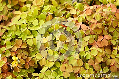 Oxalis vulcanicola flowers Stock Photo