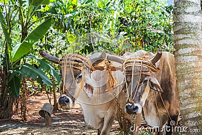 Oxcart / Bulls in Vinales National Park, UNESCO, Pinar del Rio. Stock Photo