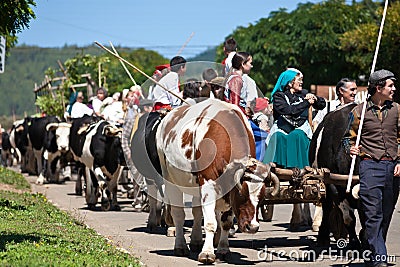 Oxcart parade in Capitan Pastene, Chile Editorial Stock Photo