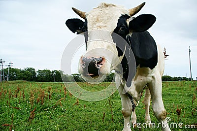 Oxen Stock Photo