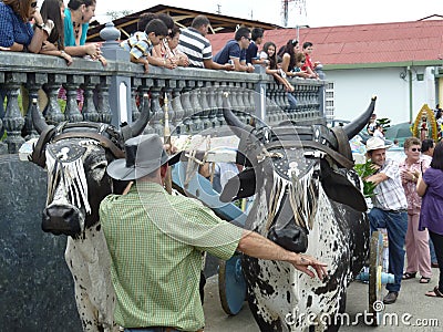 Oxen parade, Costa Rica Editorial Stock Photo