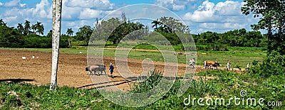 Oxen ploughing Editorial Stock Photo