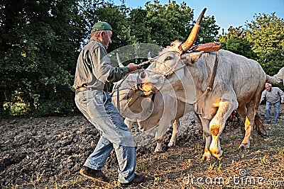 Oxen that pull the plow Editorial Stock Photo