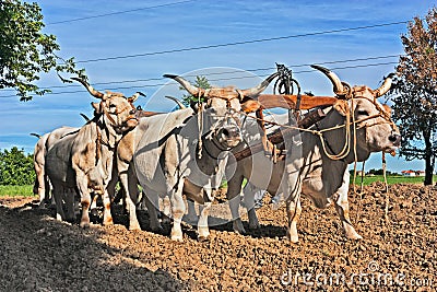 Oxen that pull the plow Stock Photo