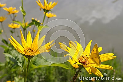 Oxeye and Butterfly Stock Photo