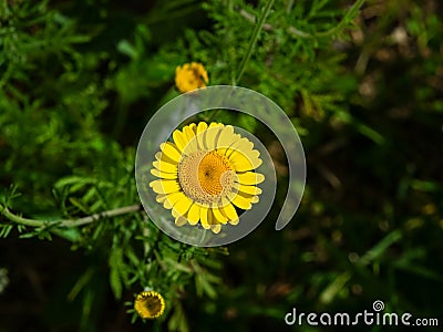 Oxeye chamomile, Golden marguerite or Cota tinctoria flower macro with bokeh background, selective focus, shallow DOF Stock Photo