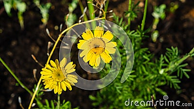 Oxeye chamomile, Golden marguerite or Cota tinctoria flowers macro with bokeh background, selective focus, shallow DOF Stock Photo