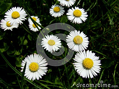 Oxeye daisy Stock Photo