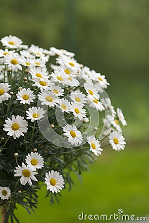 Oxeye daisy Stock Photo