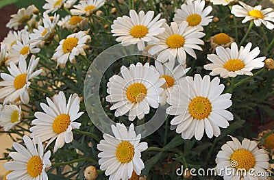 Oxeye daisy Stock Photo