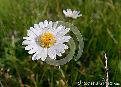 Oxeye daisy Stock Photo