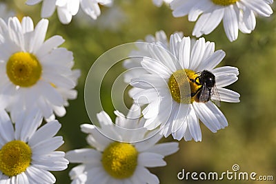 Oxeye Daisy with Bumble Bee Stock Photo