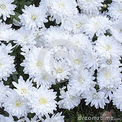 Oxeye daisy Stock Photo