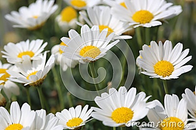 Oxeye Daisy Stock Photo