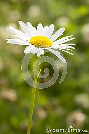 Oxeye Daisy Flower Close Up Stock Photo