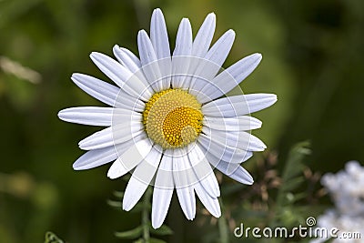 Oxeye Daisy Flower Close Up Stock Photo