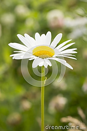 Oxeye Daisy Flower Close Up Stock Photo