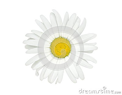 Oxeye daisy flower closeup on a light background Stock Photo