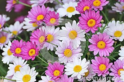 Oxeye Daisy flowers Stock Photo