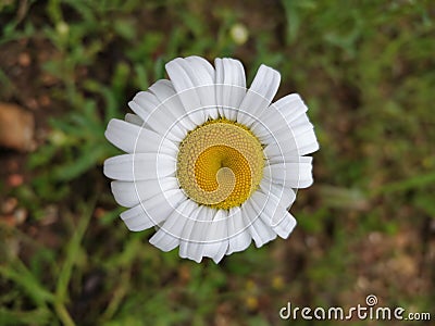 Oxeye Daisy Geometry Stock Photo