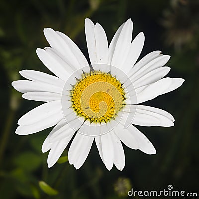 Oxeye daisy, Leucanthemum vulgare, flower macro with bokeh background, selective focus, shallow DOF Stock Photo