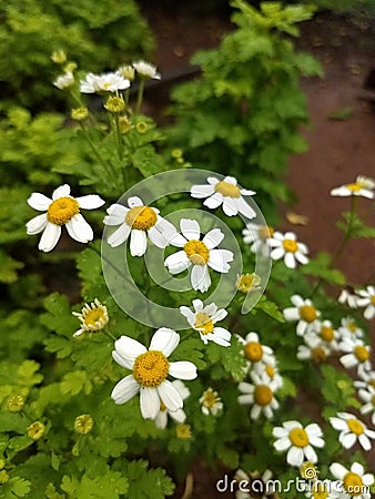 Oxeye daisy Stock Photo