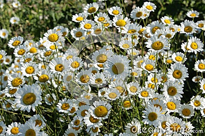 Oxeye daisy Stock Photo