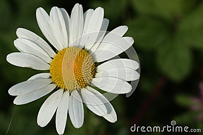 Oxeye daisy Stock Photo