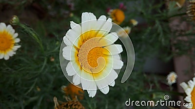 Oxeye daisy rhizomatous perennial plant with white ray and yellow disk flowers Stock Photo