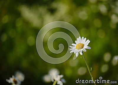 An oxeye daisy reaching for the sun Stock Photo