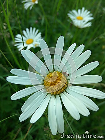 Oxeye daisy Stock Photo